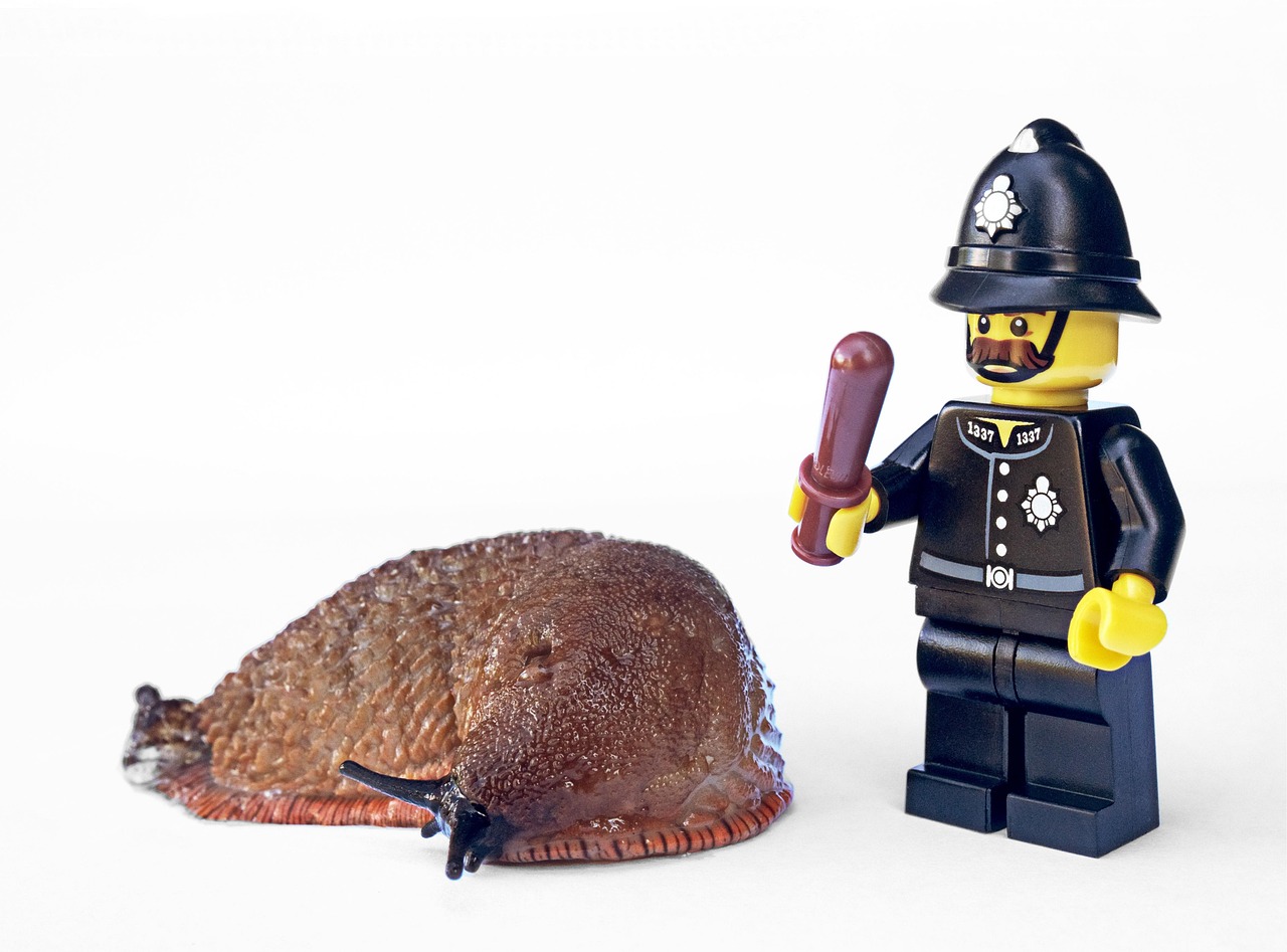 Residential Pest Control Services Coquitlam: Effective Solutions for a Pest-Free Home